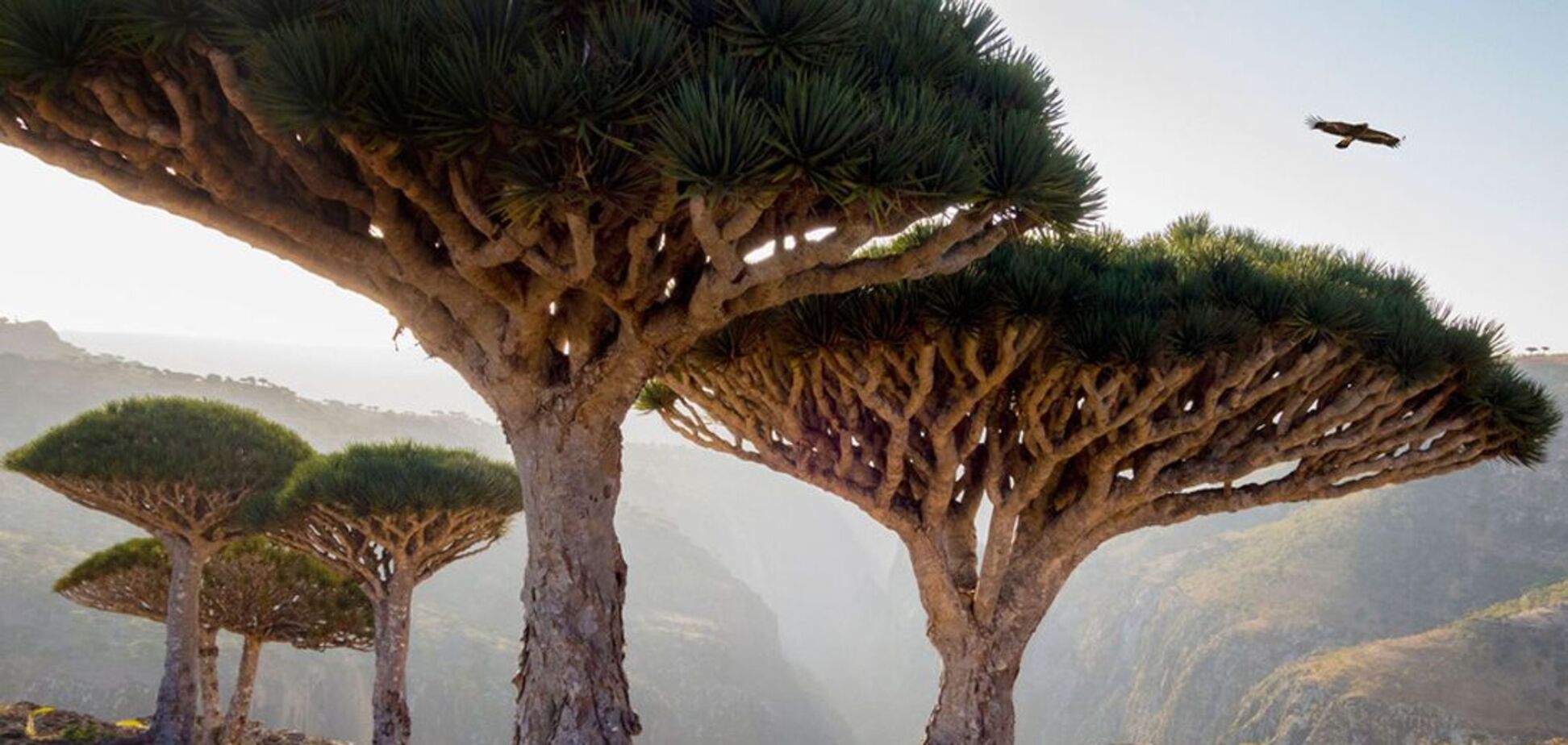 Там ростуть унікальні драконові дерева: де розташований загадковий острів Сокотра