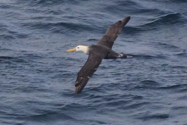 Ученые шокированы: птица преодолела почти 5 тысяч километров и добралась до Калифорнии