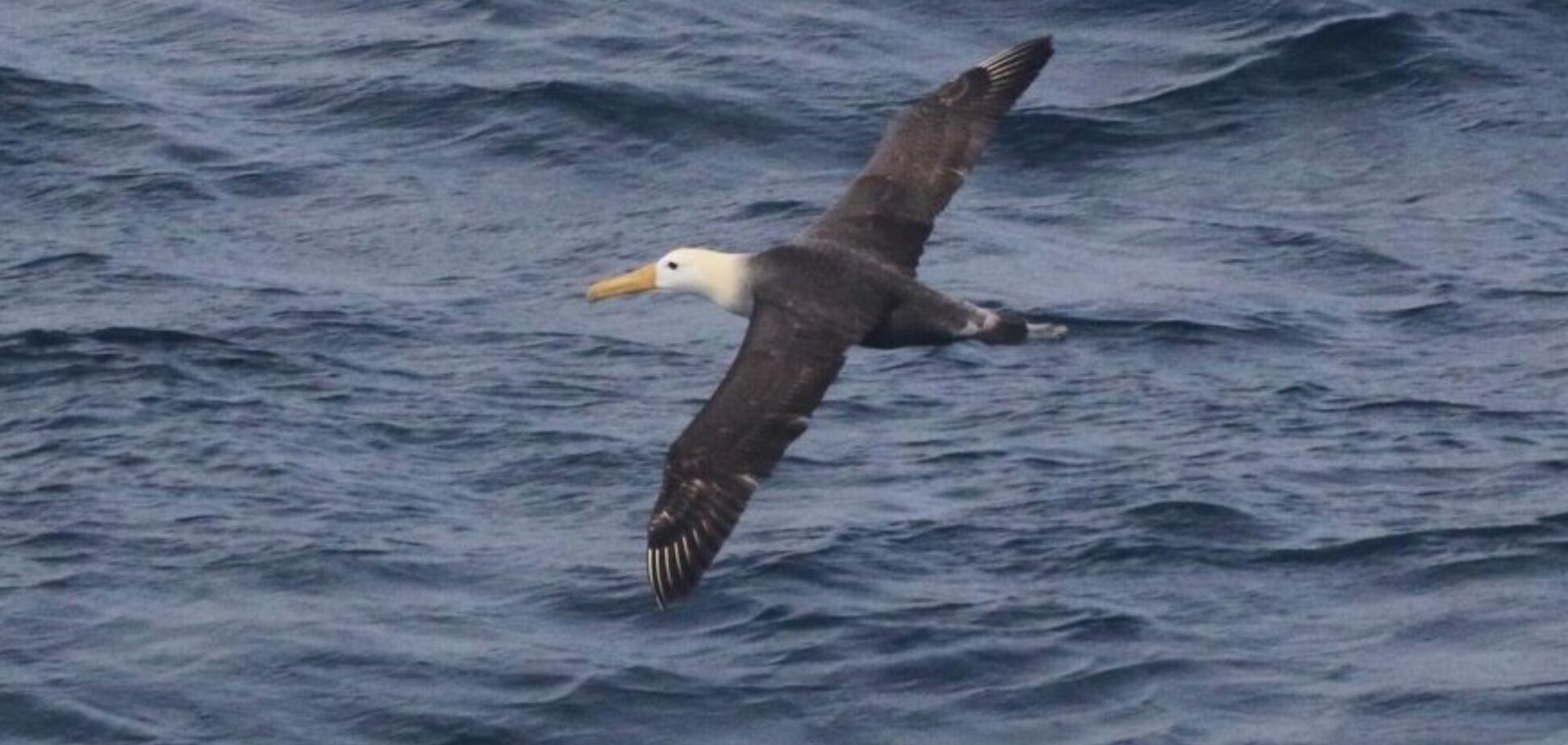 Ученые шокированы: птица преодолела почти 5 тысяч километров и добралась до Калифорнии