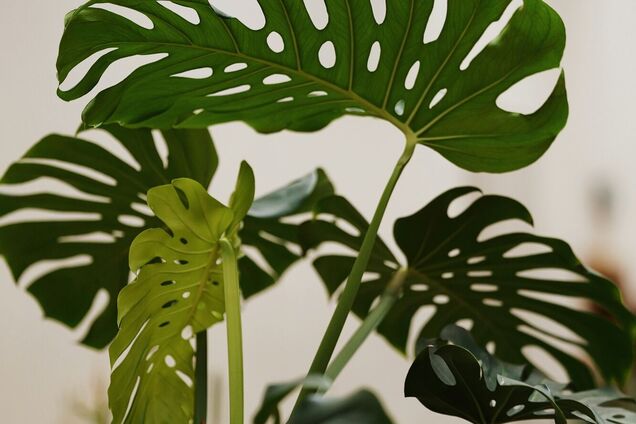 Симптоми незворотні: як зрозуміти, що ваша монстера гине