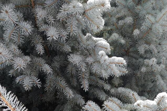 Яке свято відзначають 6 січня в Україні: все про цей день