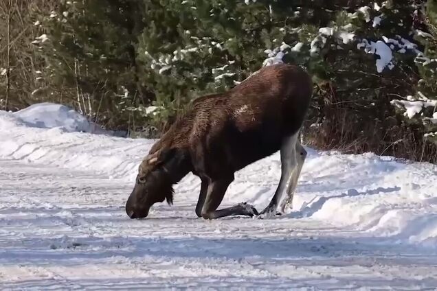 Вышел слизать соль: в Чернобыльской зоне на дороге заметили благородное животное. Видео