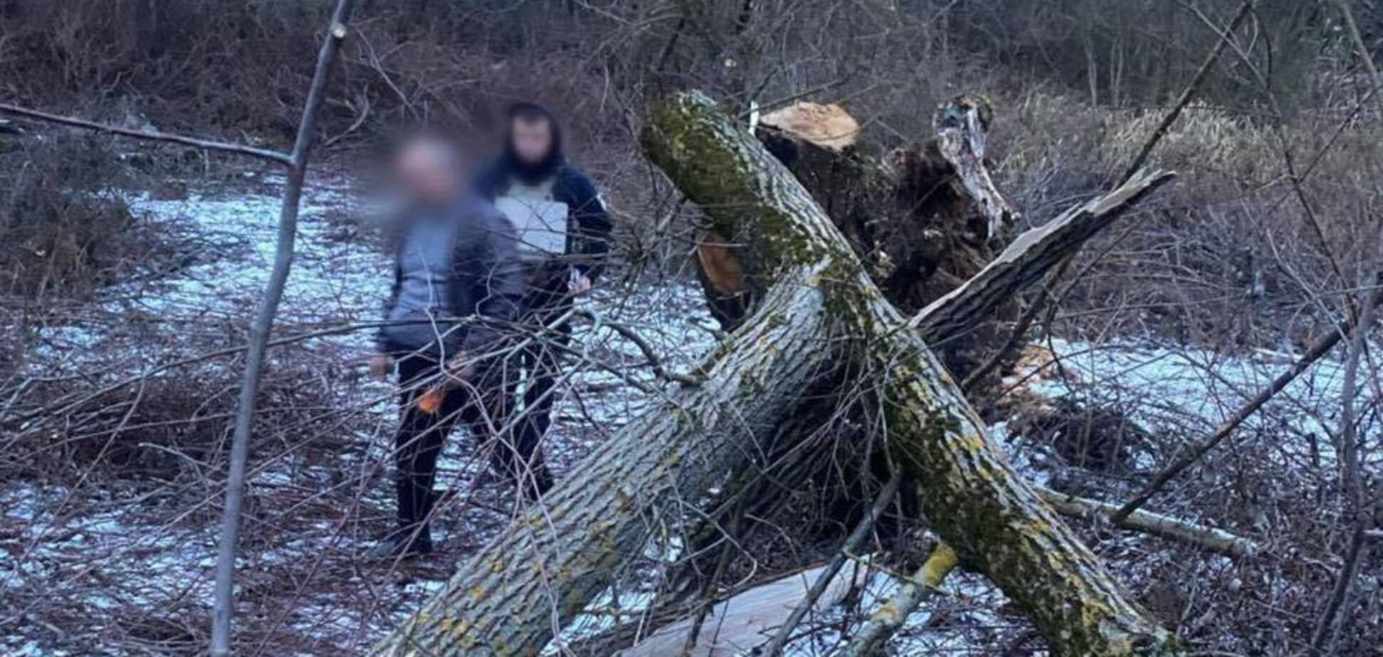 Играла рядом: на Закарпатье в результате падения дерева погибла 8-летняя девочка