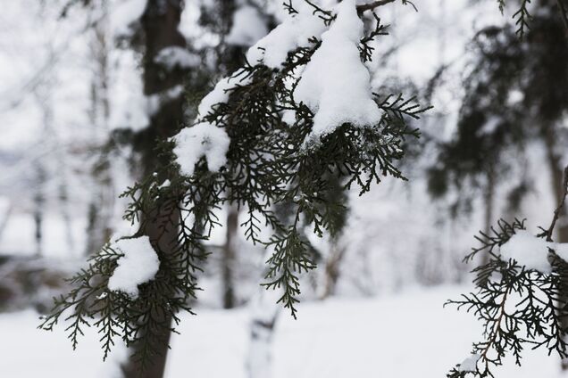 Никогда не обрезайте эти растения в январе: вы можете нанести непоправимый вред