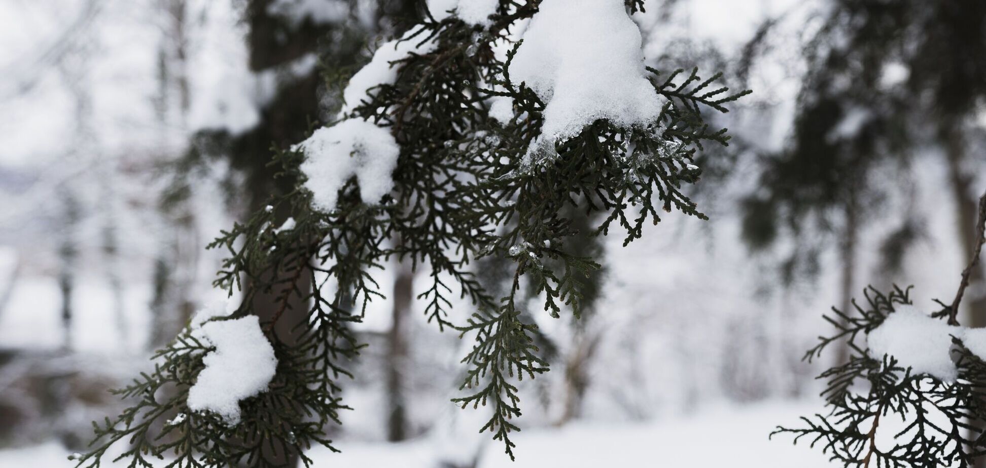 Ніколи не обрізайте ці рослини в січні: ви можете завдати непоправної шкоди