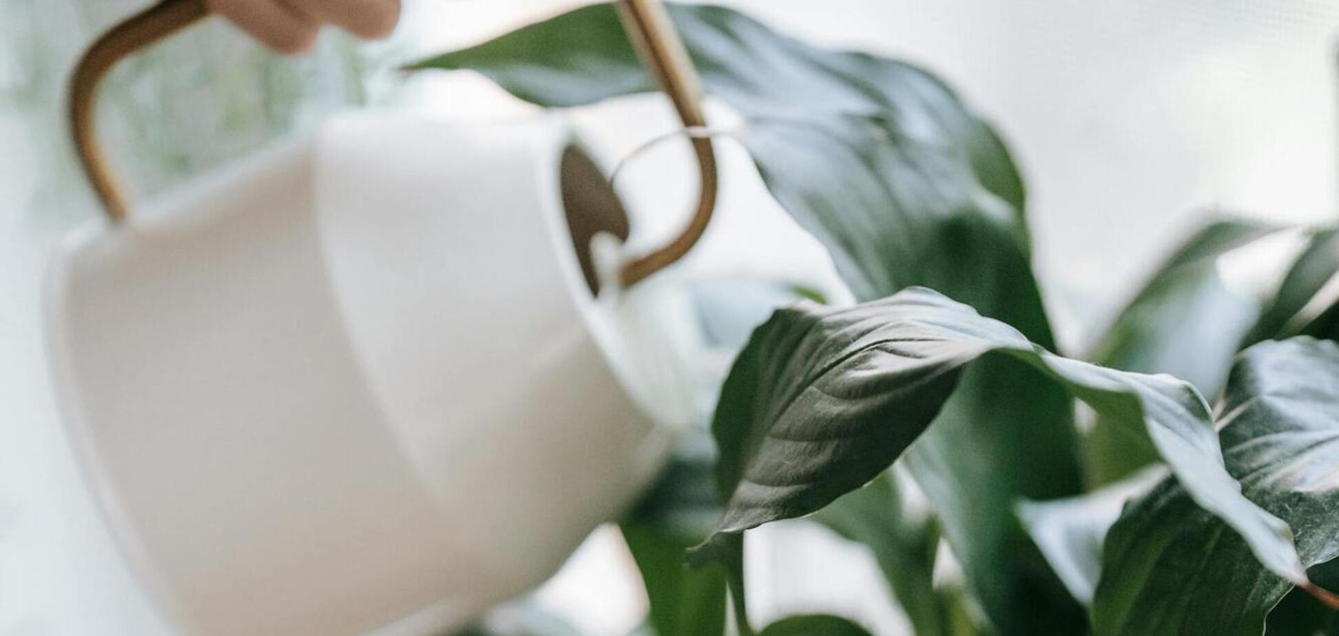 Как правильно рассаживать спатифиллум: профессиональные советы