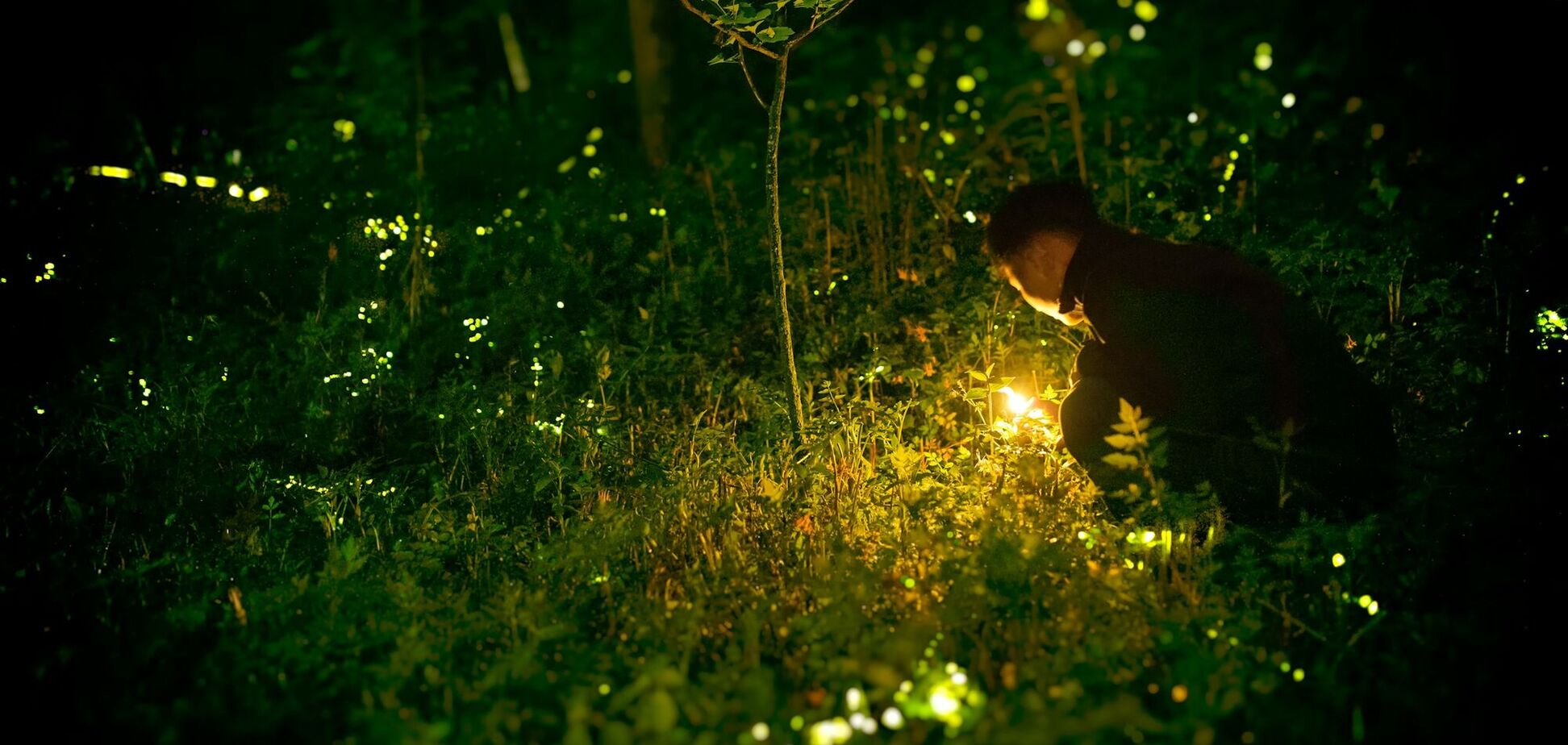 Розвинені інопланетні цивілізації спілкуються як світлячки: вчені висунули теорію