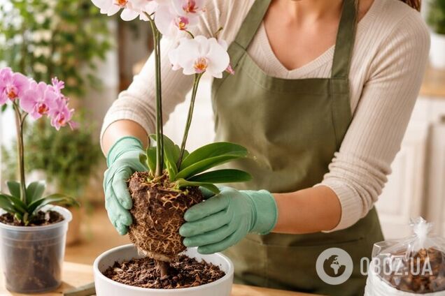Как пересаживать орхидею: советы экспертов