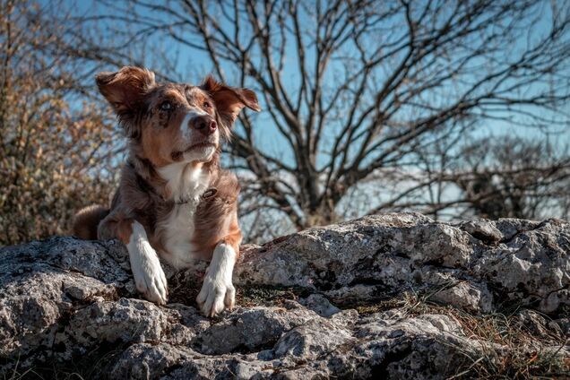 Чому собаки постійно все ховають: пояснення вчених