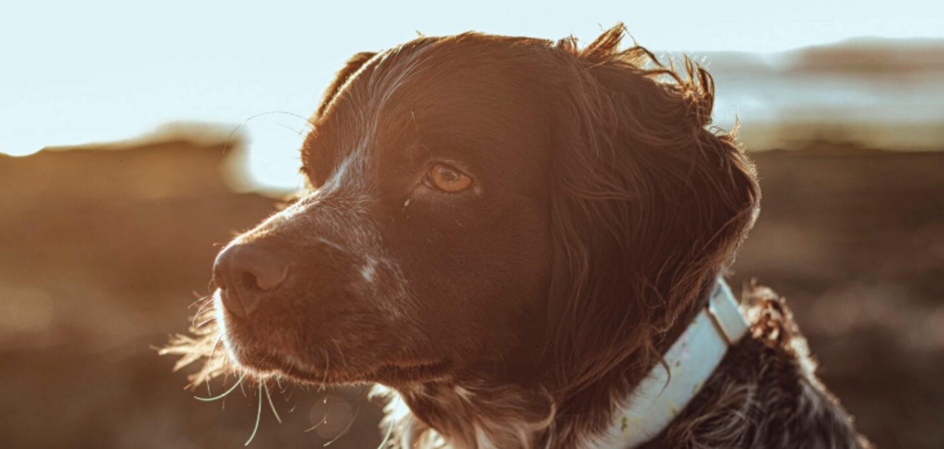 Топ-5 простих способів навчити літню собаку нових навичок: розвінчуємо міфи