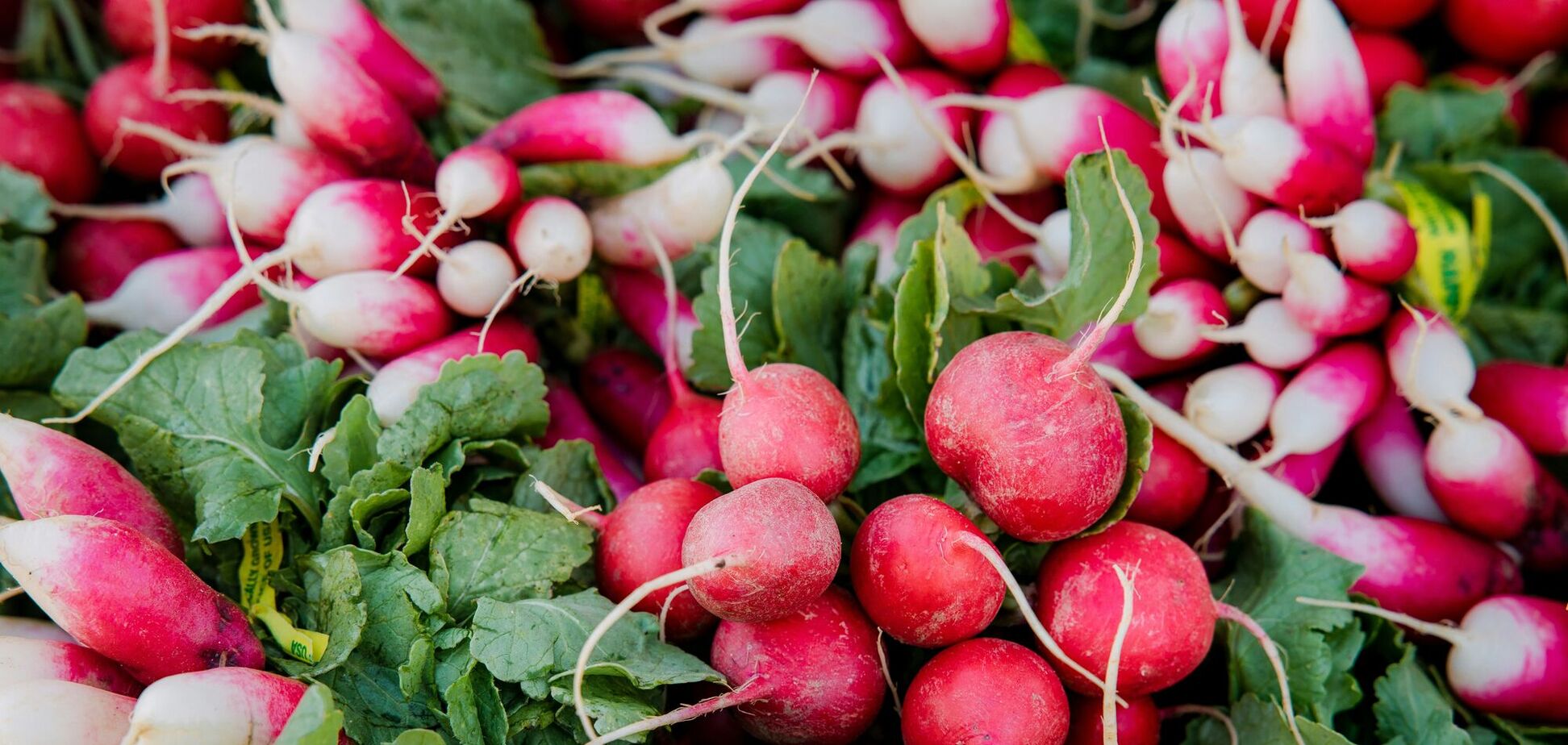 Свіжі овочі взимку: як виростити редиску у квартирі