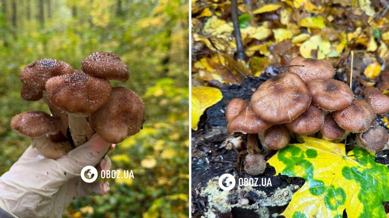 Опеньки у лісі