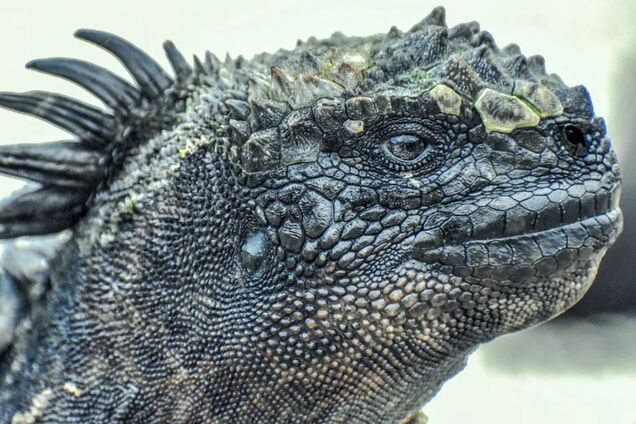 Покрытые не только чешуей: ученые выяснили, какой на ощупь была кожа динозавров