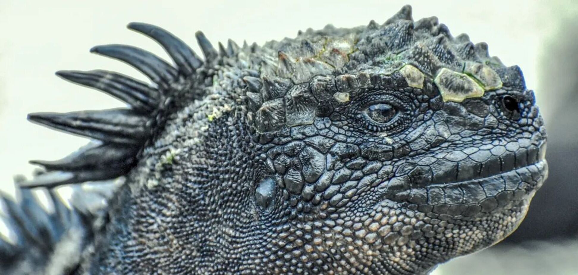 Покрытые не только чешуей: ученые выяснили, какой на ощупь была кожа динозавров