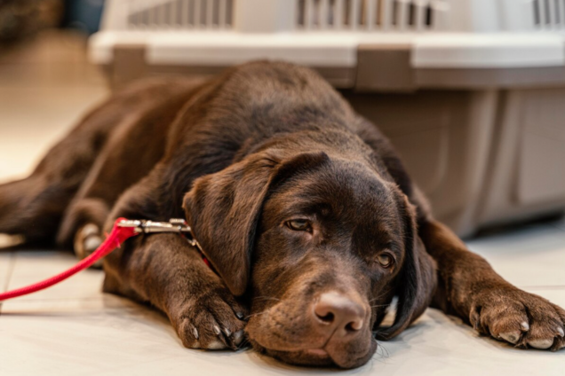 Как понять, что у вашей собаки зимняя депрессия: три 'красных флажка'