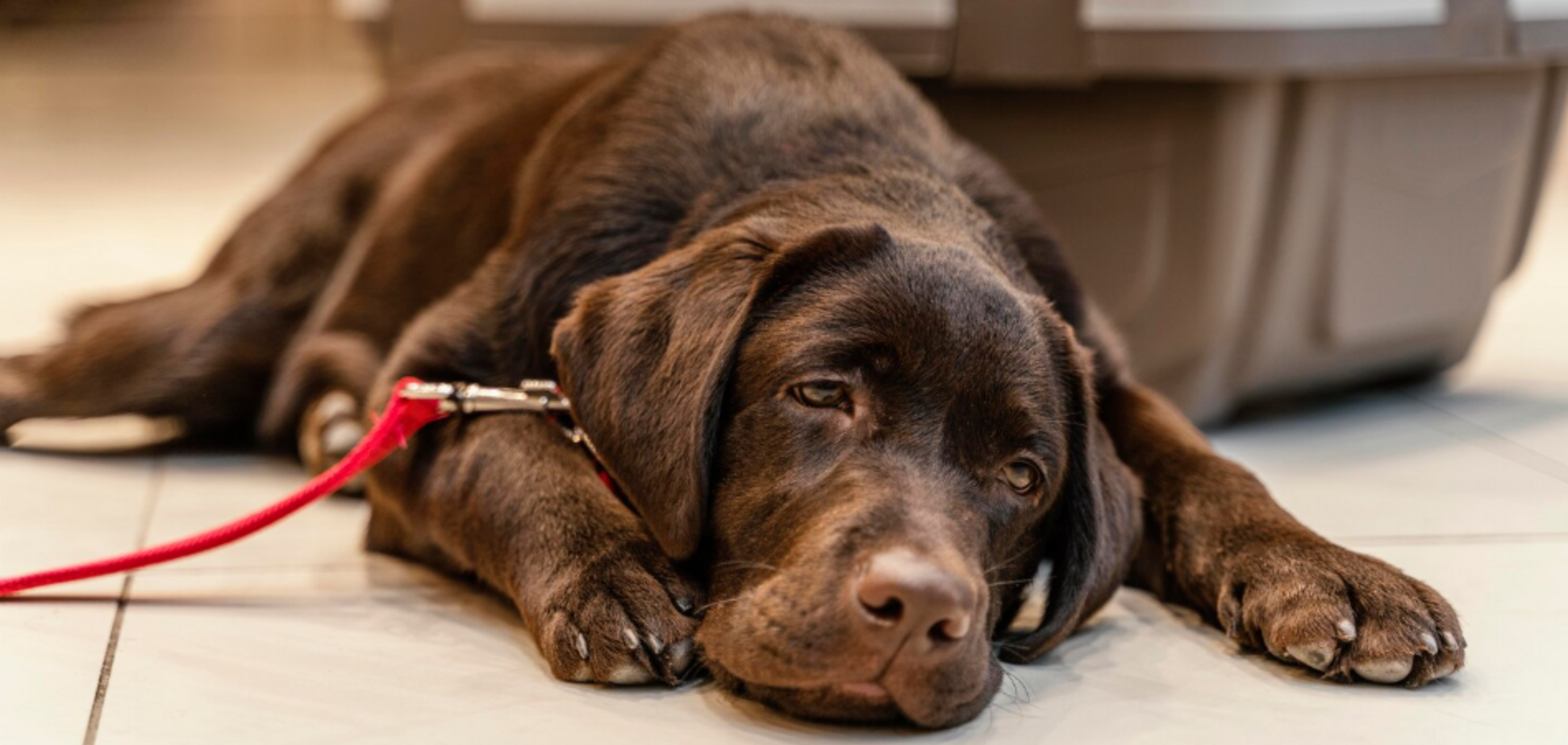 Как понять, что у вашей собаки зимняя депрессия: три 'красных флажка'