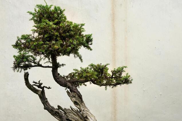 Где поставить бонсай: растение будет процветать