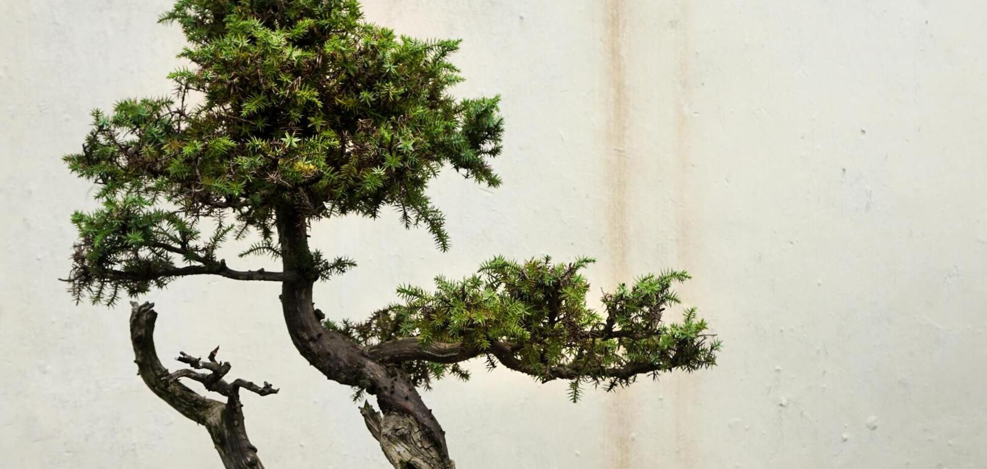 Где поставить бонсай: растение будет процветать