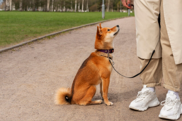 Як навчити собаку швидко реагувати на поклик: секрет від дресирувальника