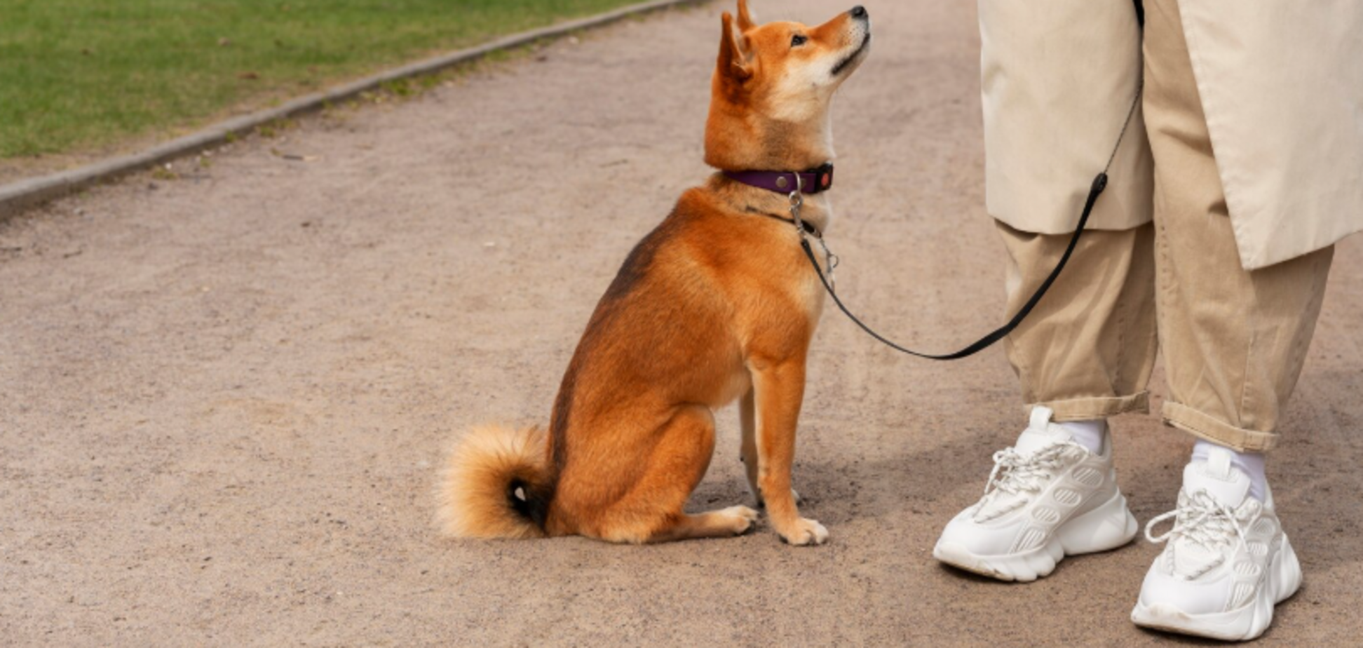 Как научить собаку быстро реагировать на зов: секрет от дрессировщика