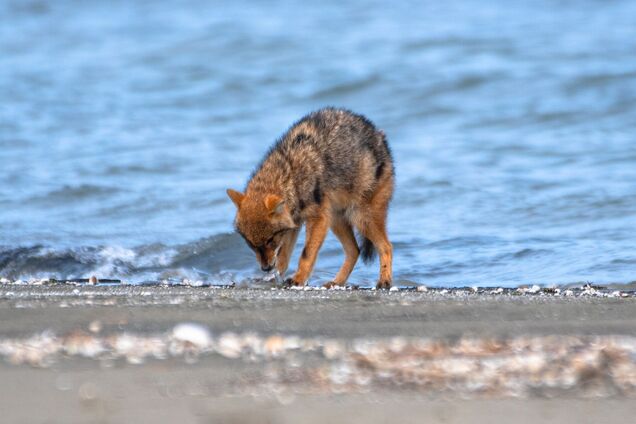 Жители Одесщины жалуются на нашествие шакалов, которые заходят на подворье и убивают домашних животных: ученый объяснил причины 'аномалии'