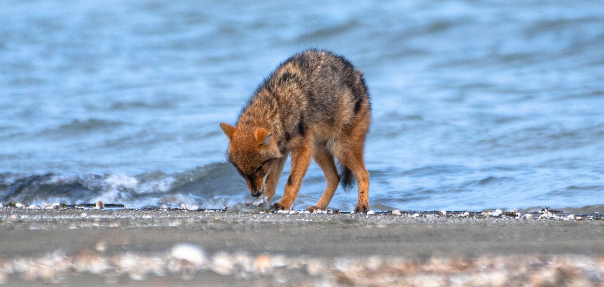 Жители Одесщины жалуются на нашествие шакалов, которые заходят на подворье и убивают домашних животных: ученый объяснил причины 'аномалии'