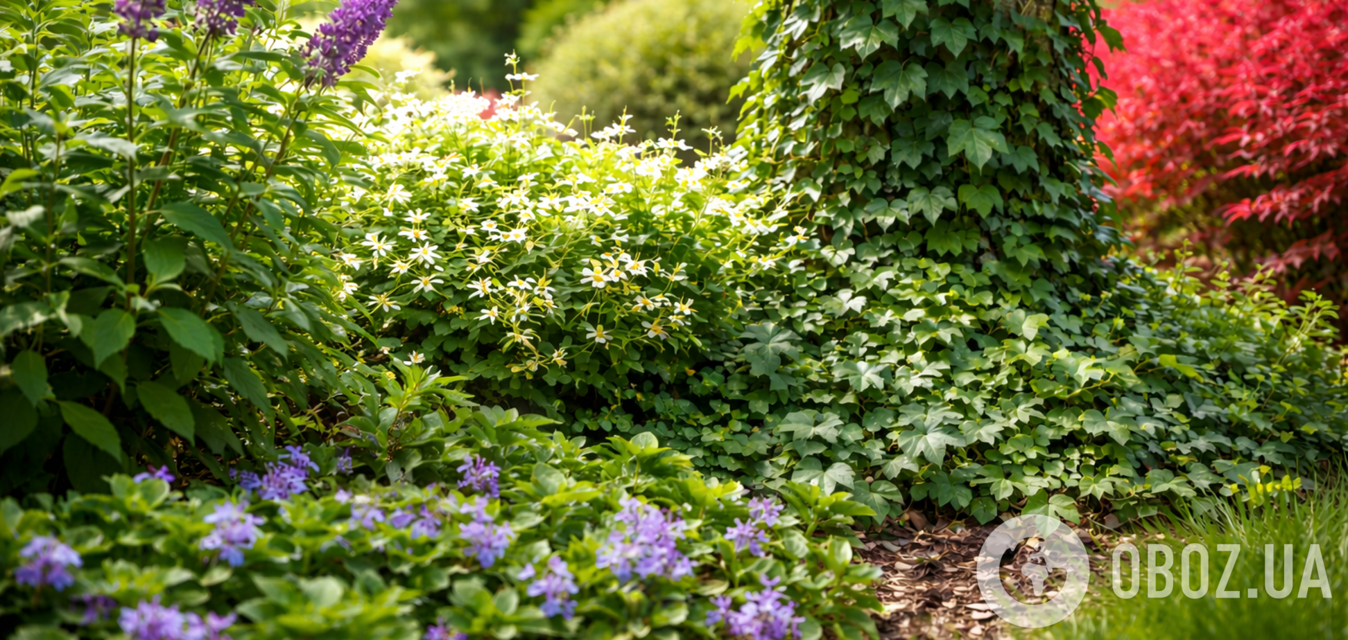 Які рослини не варто вирощувати у власному дворі: список