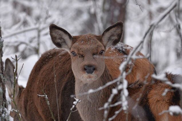 Беременные и счастливые: в Чернобыльской зоне ждут пополнения в семьях благородных животных. Фото