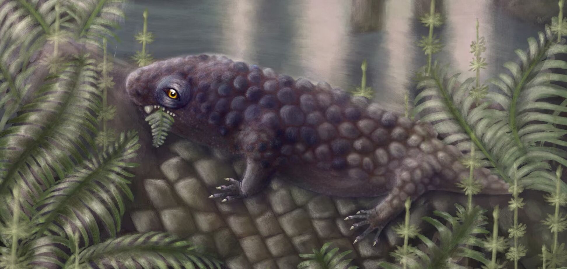 В Канаде обнаружили череп одного из первых травоядных существ на планете: жило 307 млн лет назад. Фото