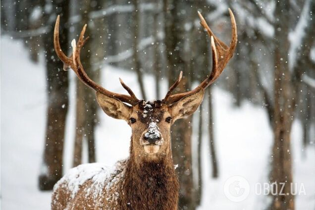 У Чорнобильській зоні зафіксували дуель оленів за допомогою 'зброї честі'. Унікальне відео