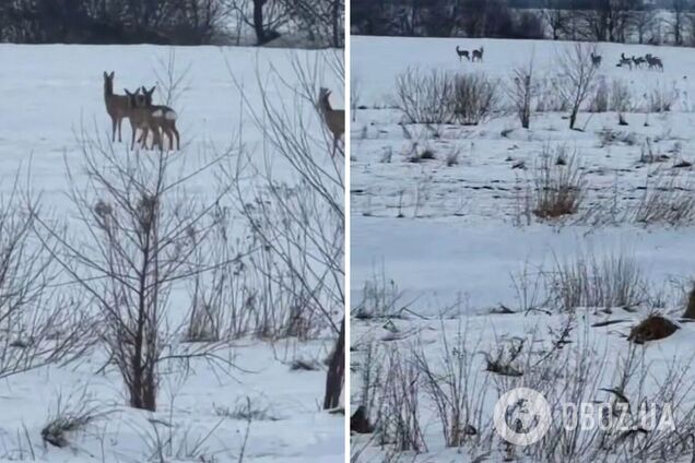 На Львовщине возле трассы Киев – Чоп заметили большое стадо косуль. Видео