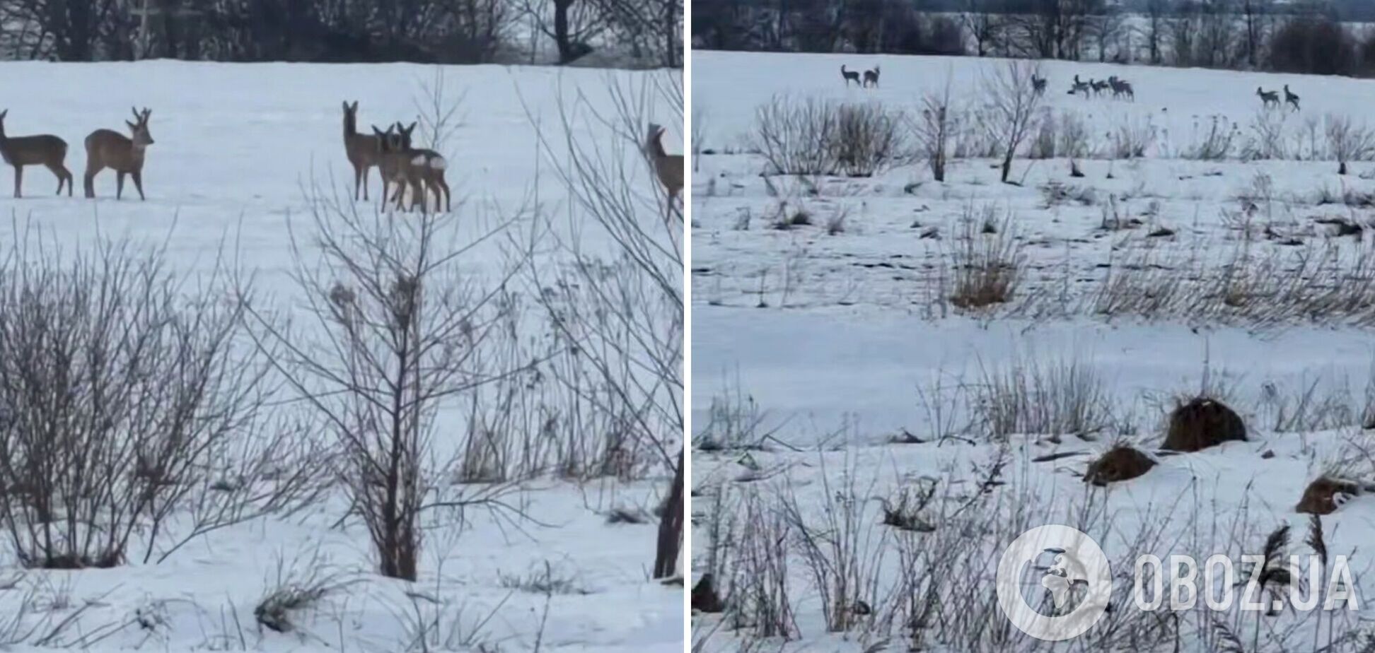 На Львівщині біля траси Київ – Чоп помітили велике стадо козуль. Відео