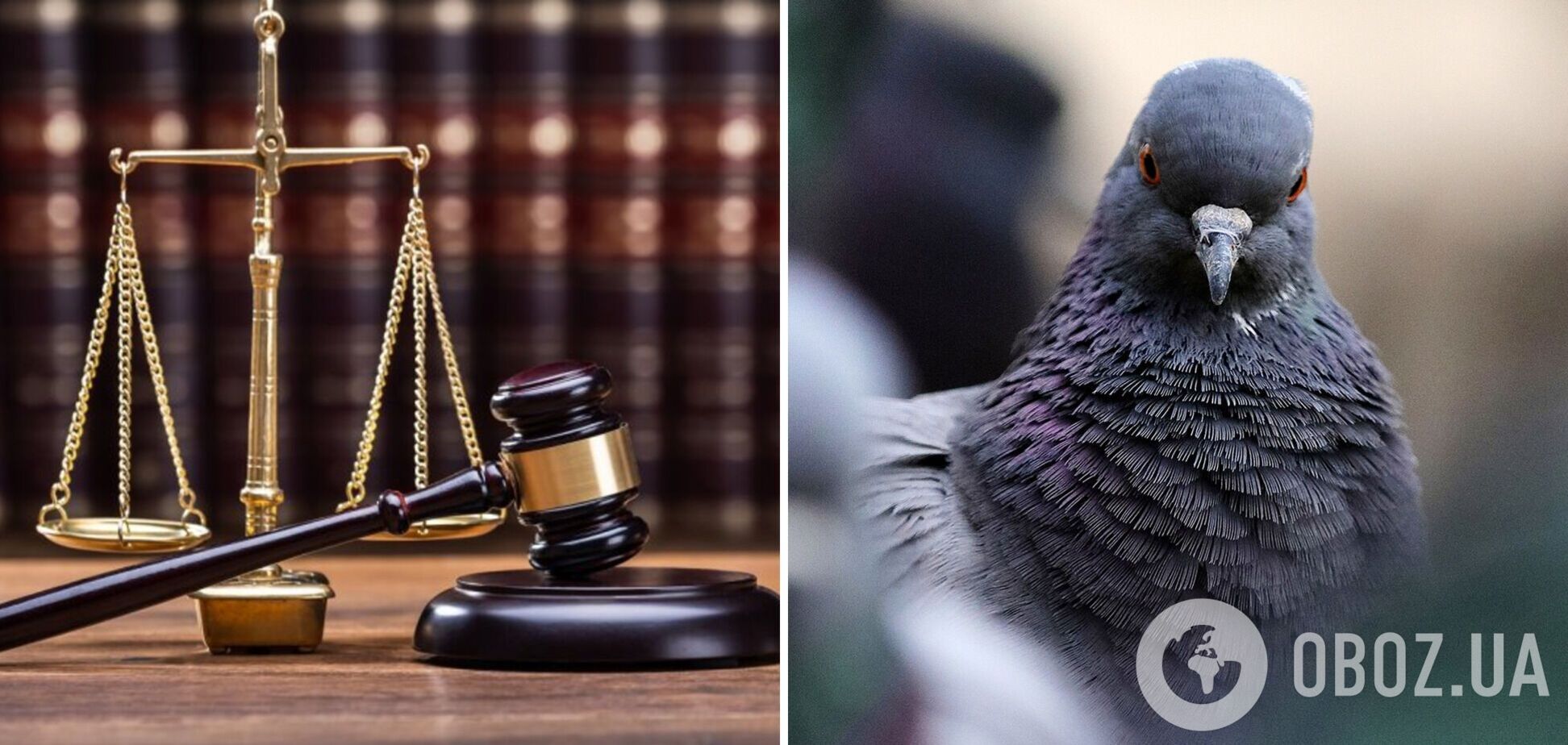 Заважав годувати голубів: у Полтаві пенсіонерка за $500 замовила розправу над сусідом