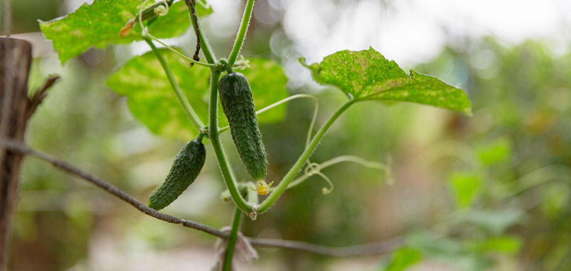 Що посадити біля огірків, щоб покращити урожай: найкращі сусіди