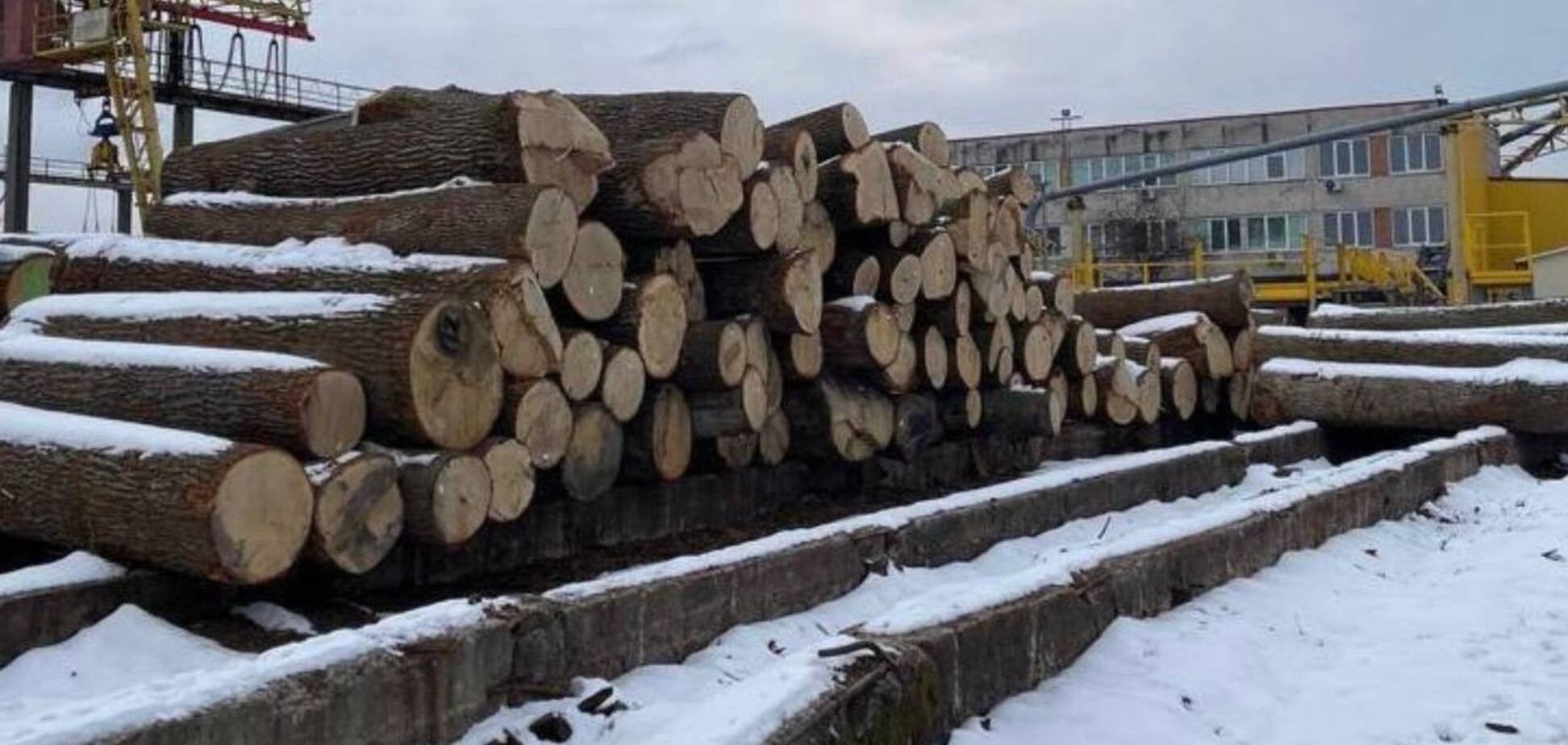 В нацпарке в Карпатах 'черные лесорубы' уничтожили сотни деревьев. Иллюстрационное изображение