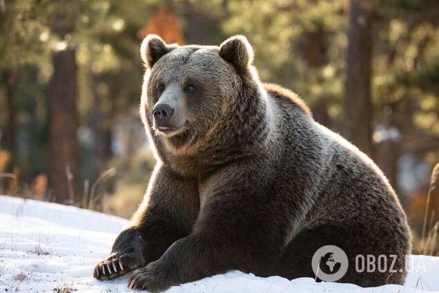 Медведи на самом деле не впадают в спячку: ученые сделали открытие