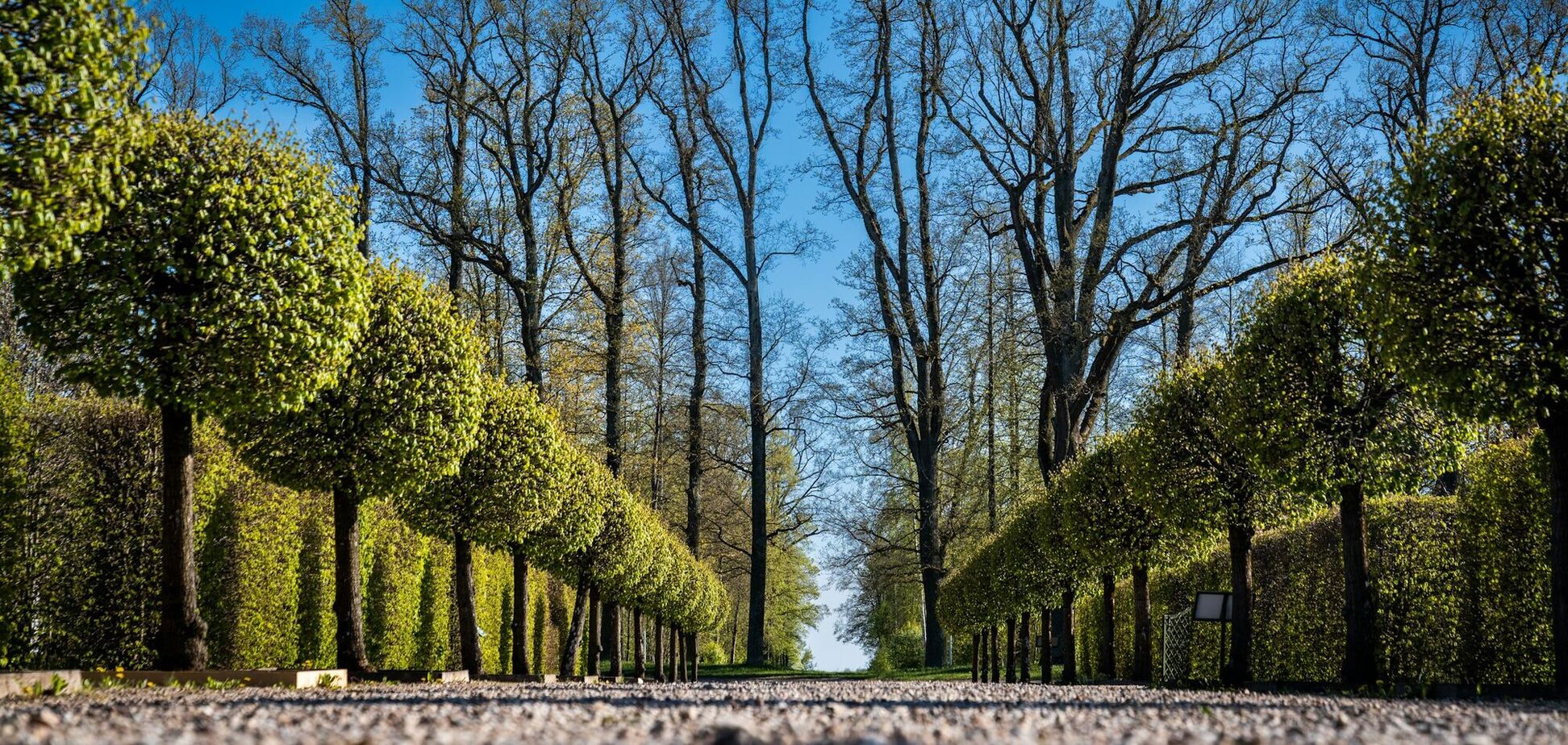 Устойчивые к болезням: 7 неприхотливых деревьев, которые можно посадить во дворе