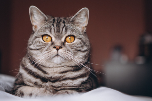 Як зрозуміти, що кіт намагається вас захистити: п’ять ознак