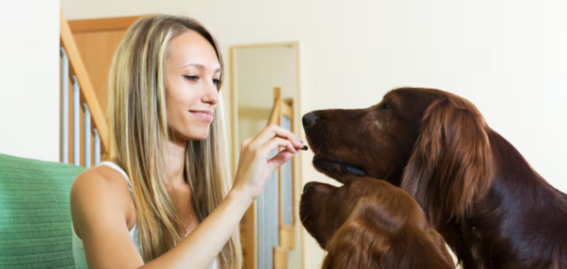 Названы явные признаки того, что собака вас обожает: расшифровываем язык тела