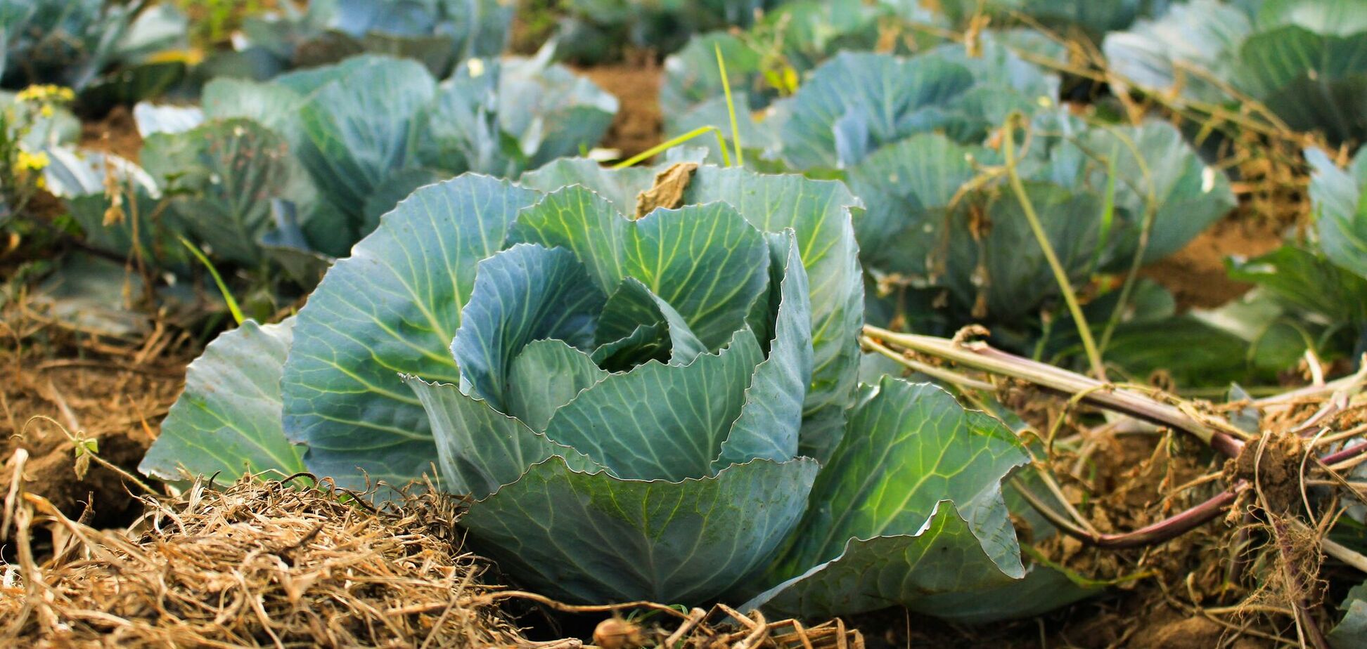 Що садять біля капусти: які рослини відлякують шкідників