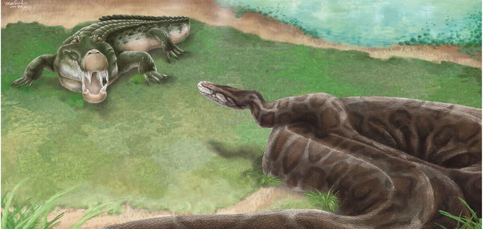 На Тайване обитали гигантские питоны: ученые выяснили, почему они вымерли