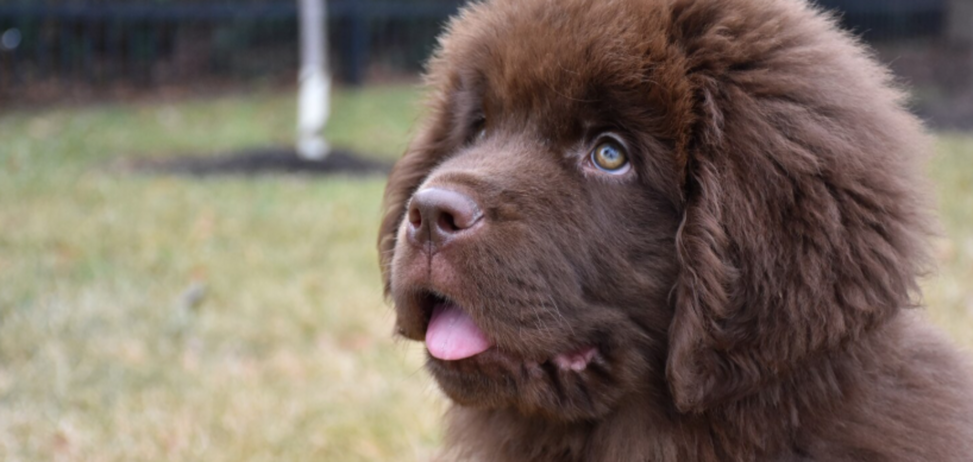 Ветеринар предупредил о двух 'кусачих' породах собак: неожиданный выбор