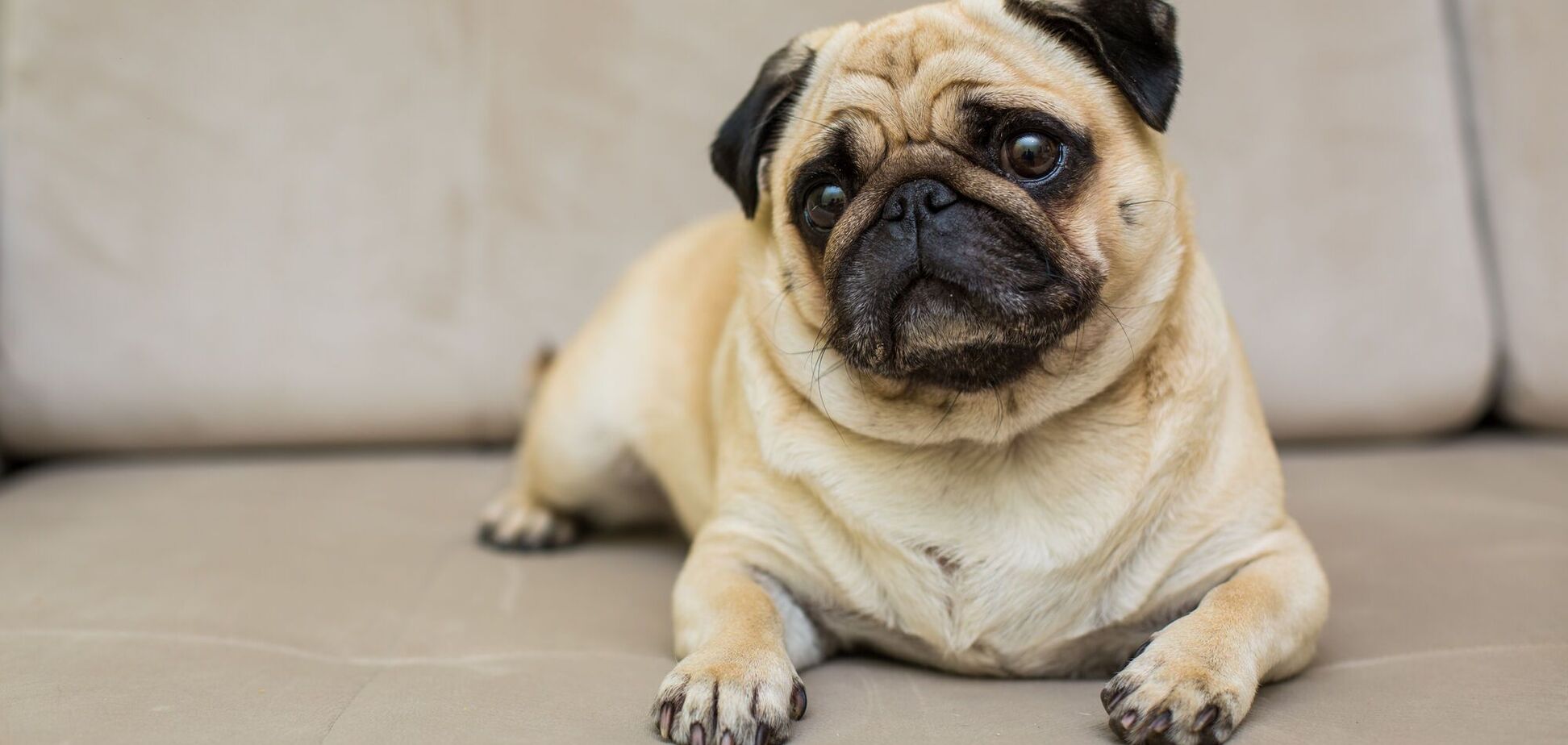 Топ-5 пород собак, которые имеют самую короткую жизнь: одна не проживет и пяти лет