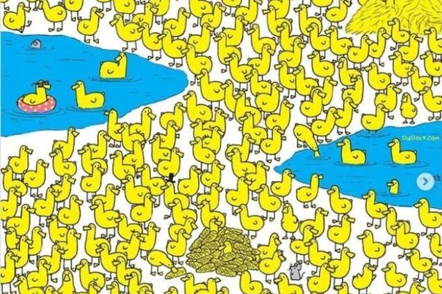 Знайдіть курча на малюнку: завдання не з простих