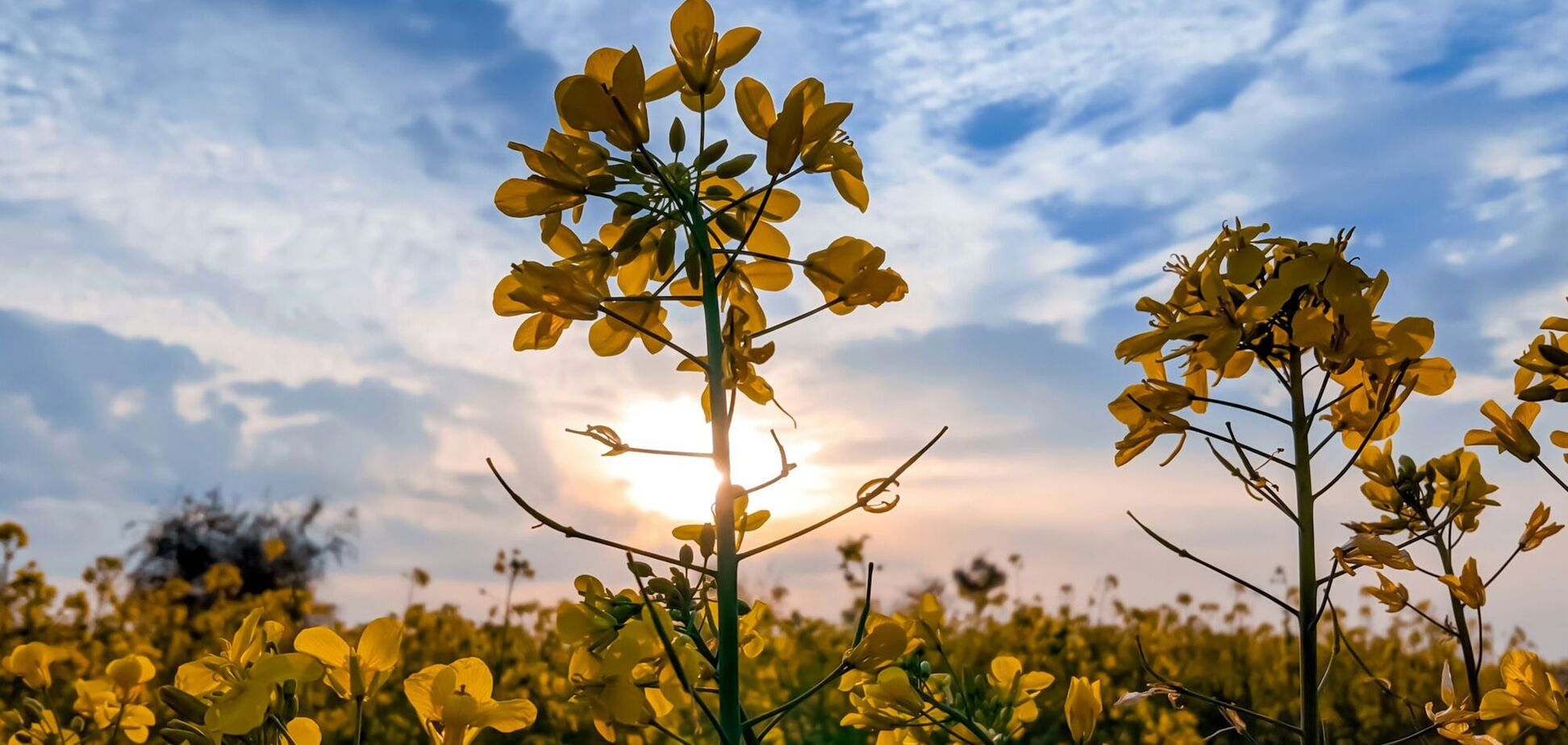 Урожая будет больше: что можно посеять ранней весной для улучшения почвы