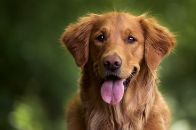 Ветеринарка назвала три породи собак, яких би ніколи не радила господарям-новачкам