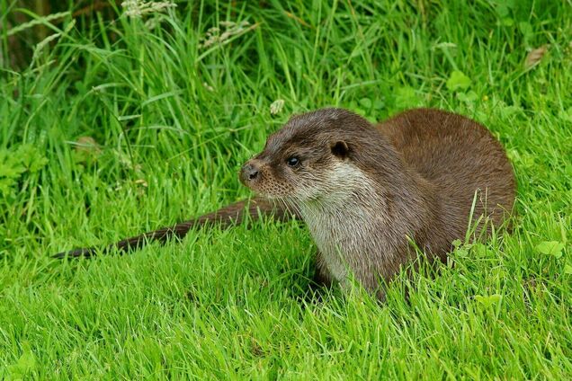 В Чернобыльской зоне живет хищник с высоким уровнем интеллекта: занесен в Красную книгу. Фото