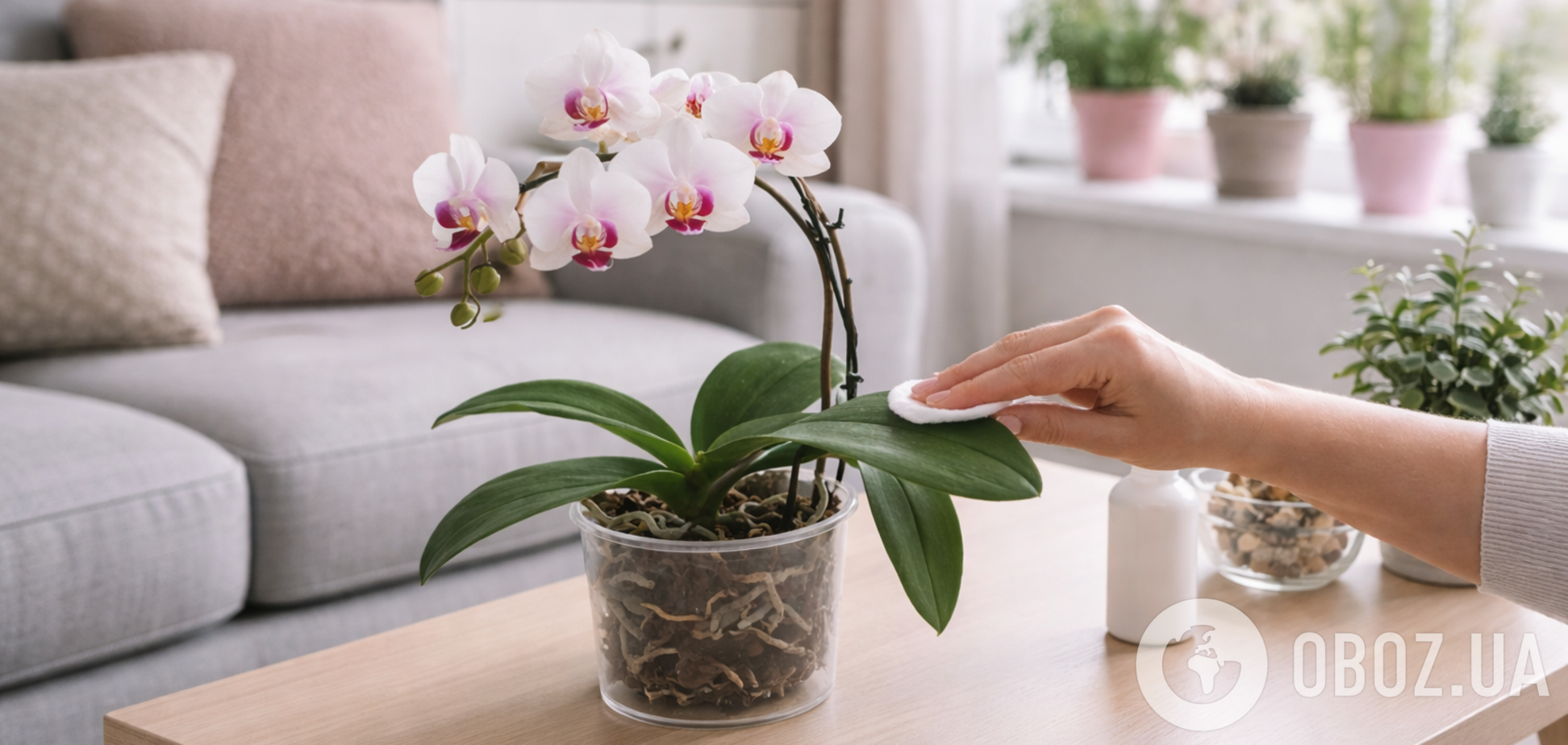 Как стимулировать цветение орхидеи картофелем: интересный способ