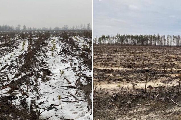 В Украине выявили новые случаи 'черных' рубок леса