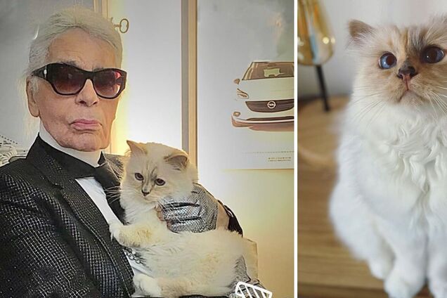 Ест из фарфора и спит на Chanel: как живет самая богатая кошка мира, которой досталось наследство Карла Лагерфельда